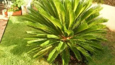 Photo of Soins de la plante Cycas revoluta, Cica o Sago Palm