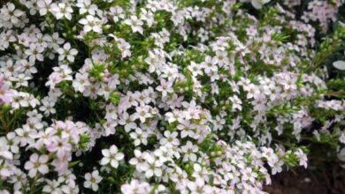 Photo of Soins de la plante Diosma ericoides ou Diosma