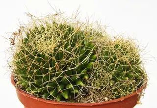 Photo of Soins de la plante Dolichothele camptotricha ou Mammillaria decipiens