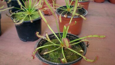 Photo of Soins de la plante Drosera, Drósera ou Rocío del sol