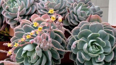Photo of Soins de la plante Echeveria setosa o Echeveria pilosa