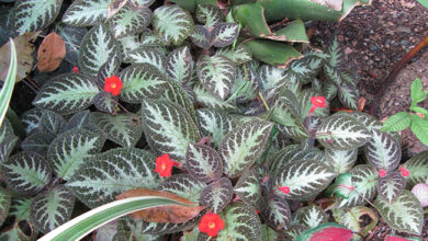 Photo of Soins de la plante Episcia cupreata o Cirtodeira