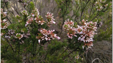 Photo of Soins de la plante Erica multiflora o Bruguera