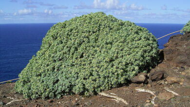 Photo of Soins de la plante Euphorbia balsamifera ou Tabaiba dulce