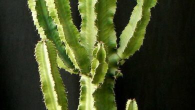 Photo of Soins de la plante Euphorbia candelabro o Euphorbia candelabro