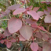 Photo of Soins de la plante Euphorbia cotinifolia ou Lechero rojo