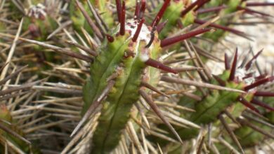 Photo of Soins de la plante Euphorbia heptagona ou Anthacantha desmetiana