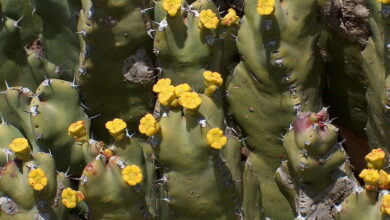 Photo of Soins de la plante Euphorbia resinifera ou Cardón resinoso