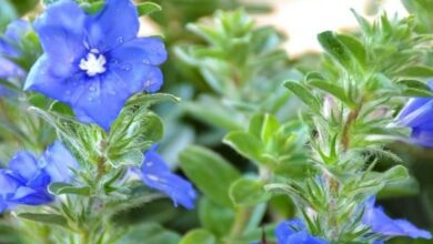 Photo of Soins de la plante Evolvulus glomeratus, Daze azul o Evolvulus