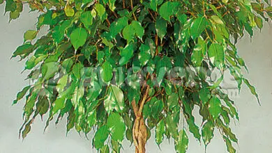 Photo of Soins de la plante Ficus benjamina o Ficus de hoja pequeña