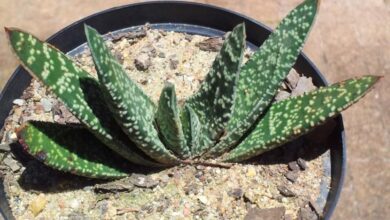 Photo of Soins de la plante Gasteria carinata o Gasteria verrucosa