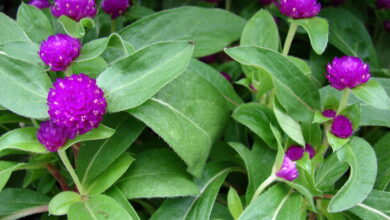 Photo of Soins de la plante Gomphrena globosa o Amaranth globosa