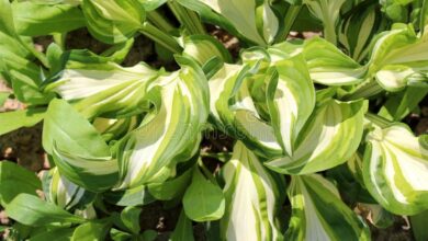 Photo of Soins de la plante Hosta, Hermosa ou Lirio llantén