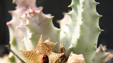 Photo of Soins de la plante Huernia pillansii ou Huernia de Pillans