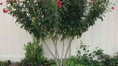 Photo of Soins de la plante Jatropha integerrima, Peregrina o Jatropha