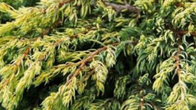 Photo of Soins de la plante Juniperus californica