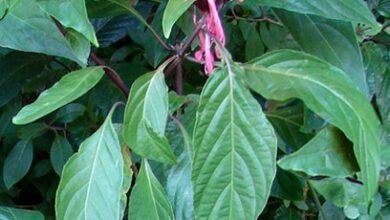 Photo of Soins de la plante Justicia carnea, Jacobina o Jacobinia carnea