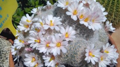 Photo of Soins de la plante Mammillaria lenta ou Cabeza blanca