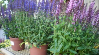 Photo of Soins de la plante Nemorosa o Salvia de bosque