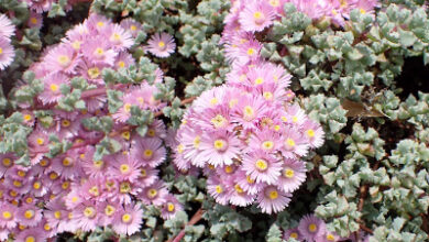 Photo of Soins de la plante Oscularia deltoides ou Oscularia