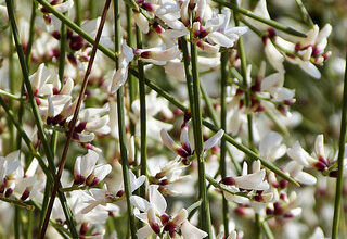 Photo of Soins de la plante Retama monosperma ou Retama blanca