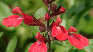 Photo of Soins de la plante Salvia greggii ou Salvia de otoño