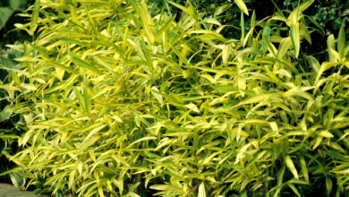Photo of Soins de la plante Sasa variegata o Arundinaria variegata