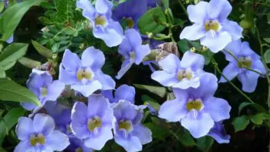 Photo of Soins de la plante Thunbergia grandiflora o Tumbergia blu