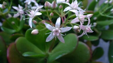 Photo of Soins de la plante Tradescantia sillamontana o Tradescantia lanosa