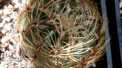 Photo of Soins de la planteya peruviana o Echinocactus peruvianus