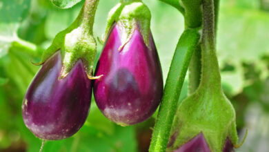 Photo of Soins de la Solanum melongena o melanzana