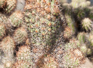 Photo of Soins des plantes Copiapoa marginata o Copiapoa de Bridges