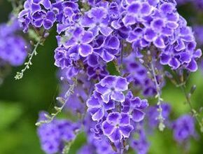 Photo of Soins des plantes Duranta repens, Duranta erecta o Heavenly flower