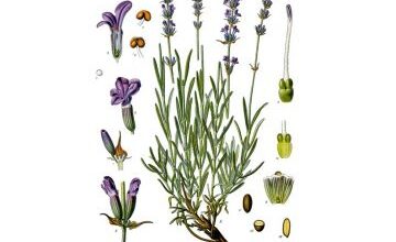 Photo of Soins des plantes Lavandula dentata, Lavande o Lavande
