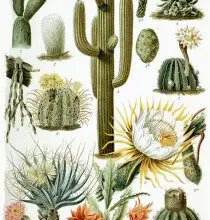 Photo of Soins di Neobuxbaumia polylopha o Saguaro doré