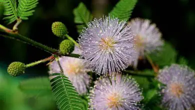 Photo of Soins du Mimosa pudica o Mimosa plante sensorielle