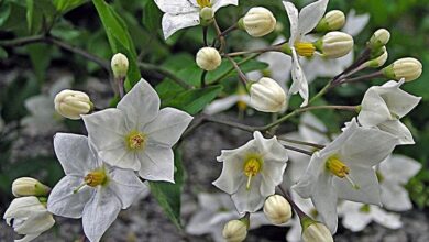 Photo of Solanum jasminoides Gelsomino notturno falso