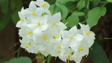 Photo of Solanum jasminoides, Gelsomino notturno o falso gelsomino cura delle piante