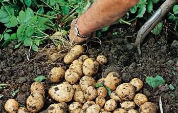 Photo of Solanum tuberosum Patata