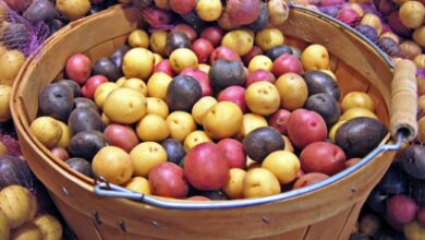 Photo of Solanum tuberosum «Vitelotte» Vitelotte patata nera, negro, tartufo cinese