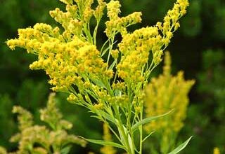 Photo of Solidage du Canada, Canada Goldenrod