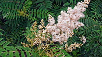 Photo of Sorbaria sorbifolia Falso sorbifolia, frassino di montagna