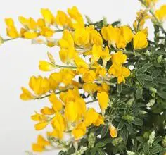 Photo of Spartium produce bellissimi e spettacolari fiori gialli.
