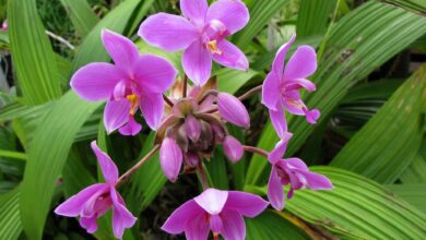 Photo of Spathoglottis plicata Spathoglottis plicata