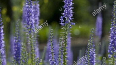 Photo of Speedwell con foglie lunghe