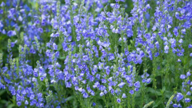 Photo of Speedwell persiano, Speedwell comune, budella di gatto