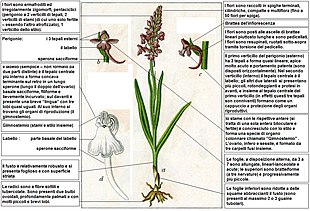 Photo of Sperone lungo della ginnadenia, moscerino della ginnadenia