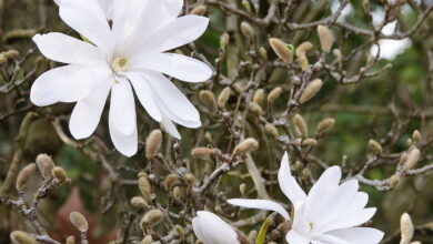 Photo of Stella Magnolia