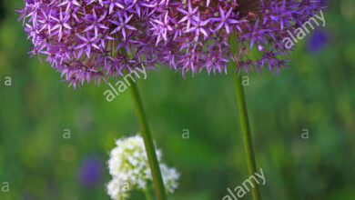 Photo of Stella persiana Allium christophii