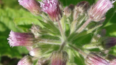 Photo of Stevia rebaudiana Erba dello zucchero, Acqua Canapa, Stevia